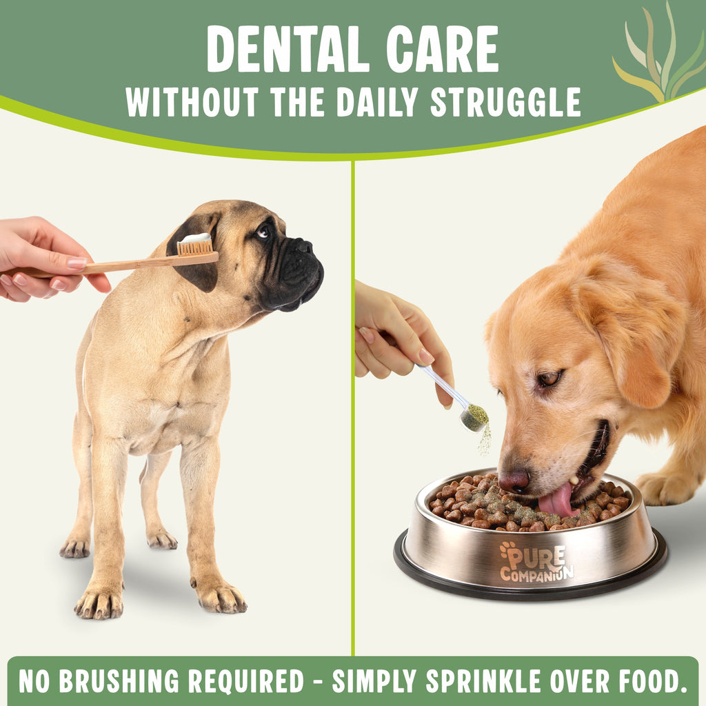 Plaque Removal Powder