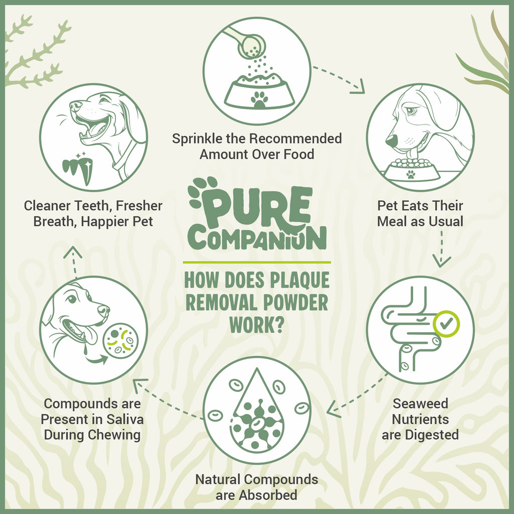 Plaque Removal Powder